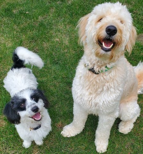 2 happy dogs in the grass.