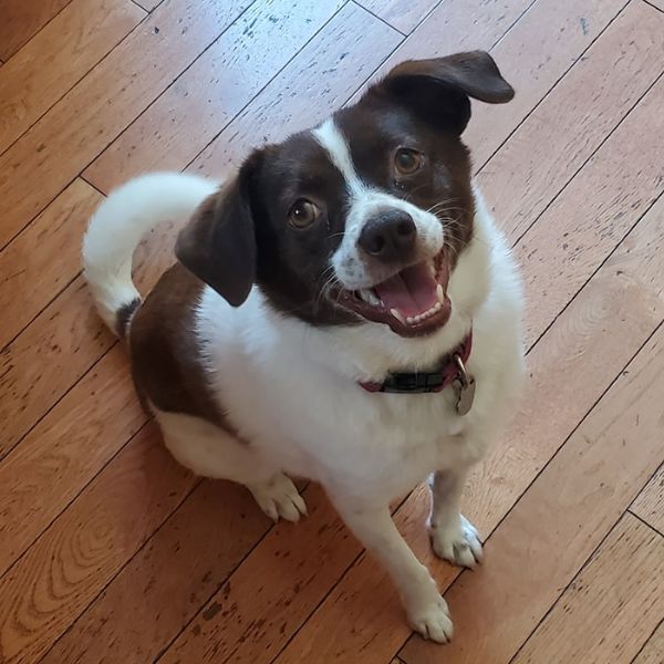 black and white dog.