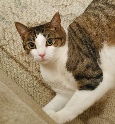 brown tiger striped and white cat.