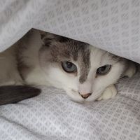 cat hiding under a blanket.