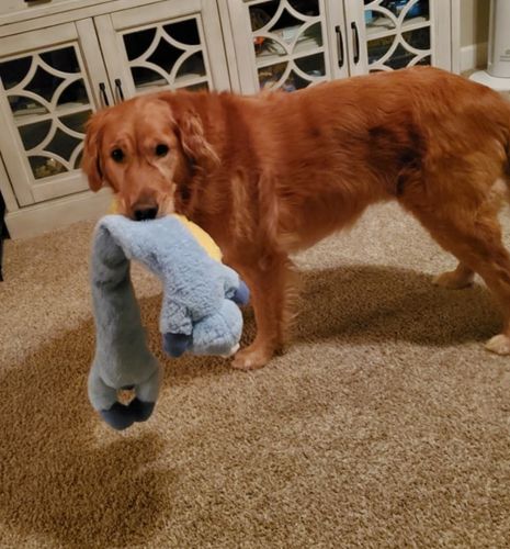 golden retriever holding a fluffy toy.
