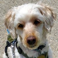 happy dog going for a walk.