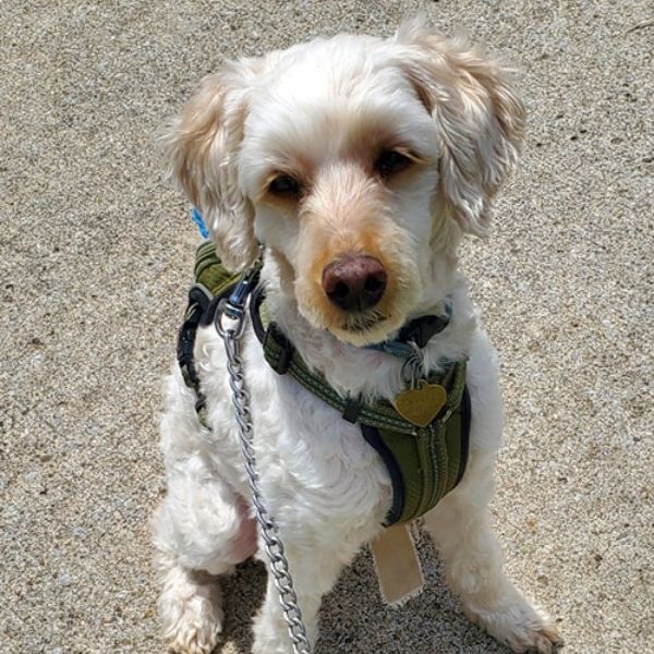 white dog ready to go for a walk.