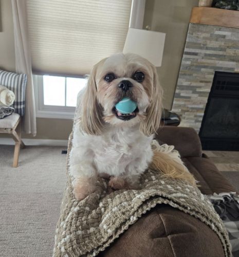 white dog sitting on the back of a couch.