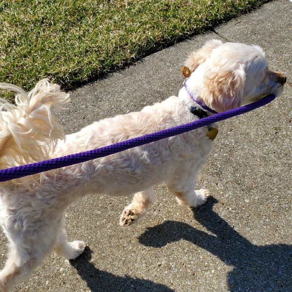 dog holding his leash as he goes for a walk.